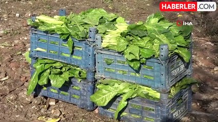 8 bin yıllık bahçede son hasat: Demeti 6 TL'den satılıyor