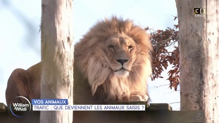 Vos animaux : Trafic d'animaux, la France au cœur d'un business justeux !
