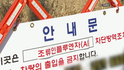 충남 서산 오리농장에서 고병원성 AI 발생 / YTN