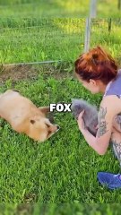 FOX LOSES MOTHER! #animals #animalstories #pets #animalrescue #cute #cuteanimals #natureglobal