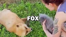 FOX LOSES MOTHER! #animals #animalstories #pets #animalrescue #cute #cuteanimals #natureglobal