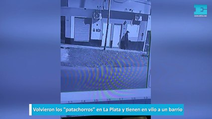 Volvieron los "patachorros" en La Plata y tienen en vilo a un barrio