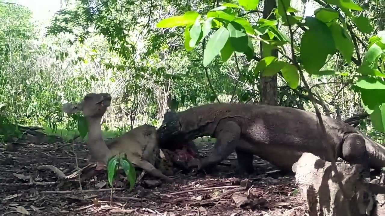 Komodo Dragons