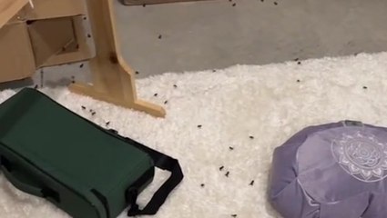 Hundreds of tiny frogs take over new resident’s garage