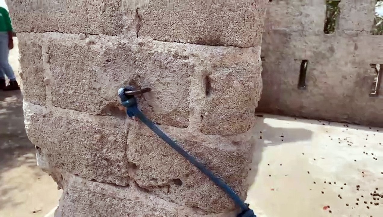 Macaco-prego-galego (Sapajus flavius), animal ameaçado de extinção, estava acorrentado e foi resgatado em São José da Tapera