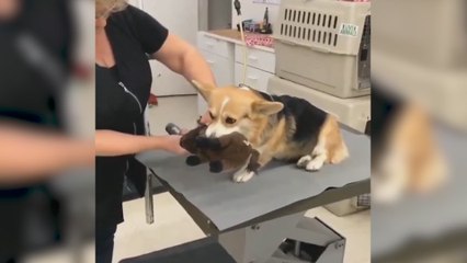 A un pequeño cachorro le aterra ir al veterinario y solo se calma cuando se lleva este preciado objeto