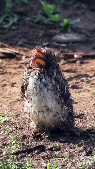 Un oiseau prend un bain de fourmis