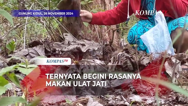Mencoba Kuliner Ekstrem Kepompong Ulat Jati Gunung Kidul, Begini Sensasinya saat Dikunyah