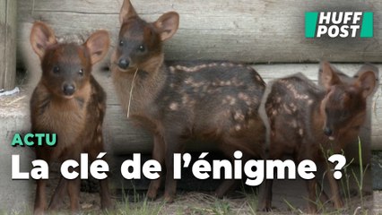 Ce faon pudu né dans un parc argentin redonne de l’espoir pour sauver l’espèce énigmatique