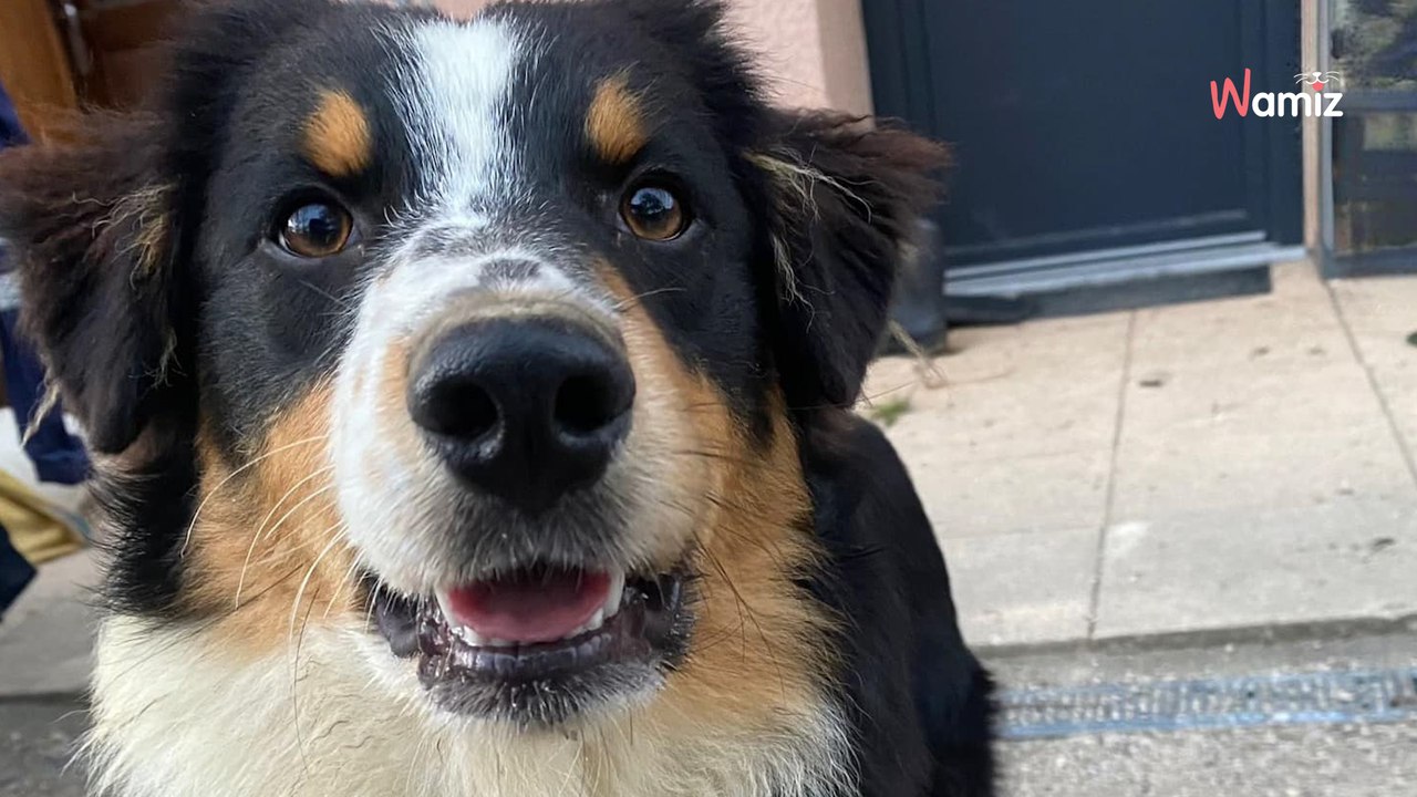 Kleiner Hund auf Welpenshow gekauft: Tage später lassen sie die Bombe platzen