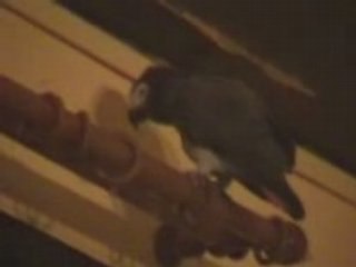 COCO FAIT DES BISOUS