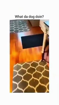 Funny animal videos 😹🤣 #funnyanimals #pet #cat #dog #cute #animals