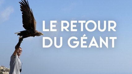 Retour du Pygargue à queue blanche au lac Léman 🦅