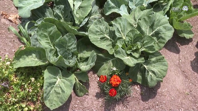 El próximo sexenio se apoyará en Jalisco a los productores de granos básicos y leche