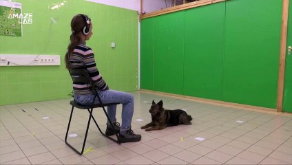 Why Do Some Dogs Howl More Than Others? Science Might Be Able to Explain It To Us!