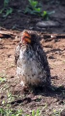 Un oiseau prend un bain de fourmis