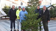 St. Pölten 100 Christbäume gespendet
