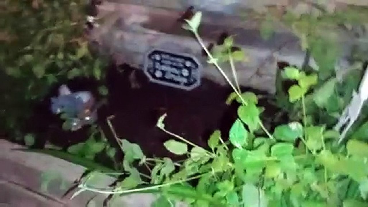 Ozzyta's new resting place. My wife added the rainbow bridge sign I added the elephant flower pot VID_20241122_180245564