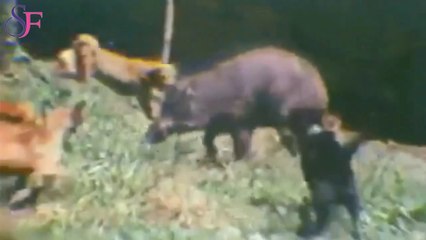 Ingin Cepat Kaya - Babi Jadi jadian (1976)