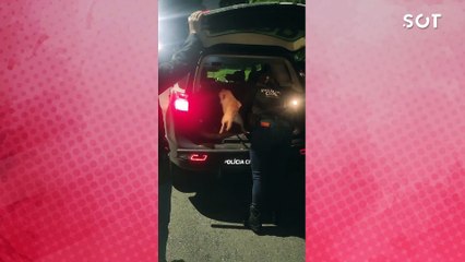 Policiais civis adotam cachorrinha que "pediu ajuda" para salvar os filhotes no Paraná