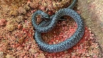 The discovery of shocked the woodworkers run from sawmill