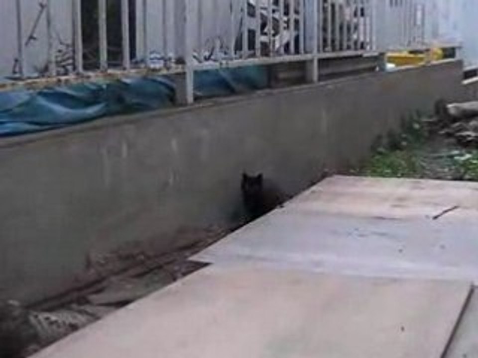 NEKO