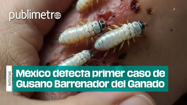 México detecta primer caso de Gusano Barrenador del Ganado