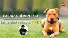 Todo lo que Debes Saber del American Pit Bull Terrier