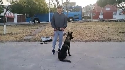 Adiestramiento CORRECTIVO de un Pastor Malinois