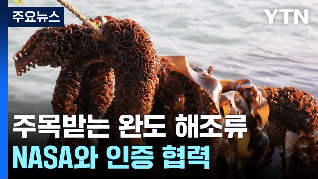 전 세계 주목받는 완도 해조류...NASA와 '블루카본' 인증 협력 / YTN