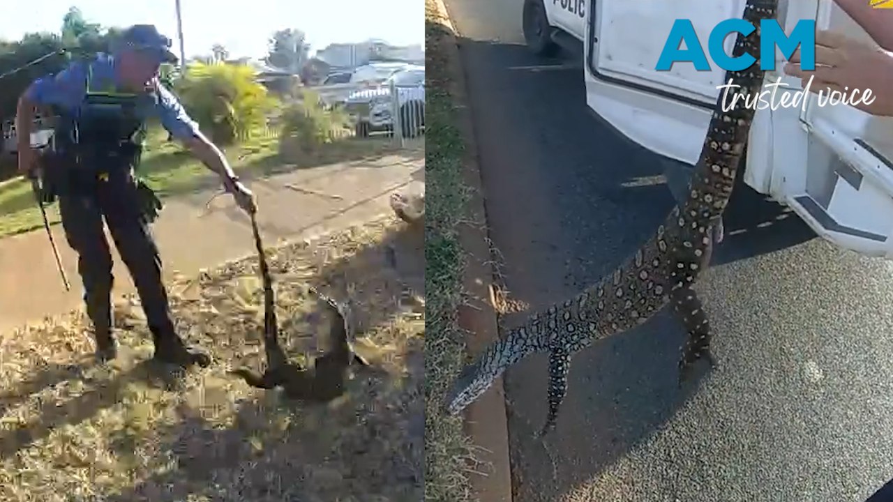 Unruly lizard ‘arrested’ by regional cops!
