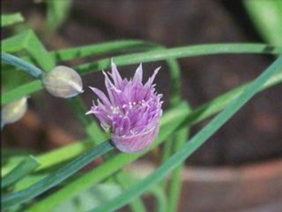 Le Jardin sur le Balcon