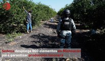 Sedena despliega 860 elementos en Michoacán para garantizar producción limonera