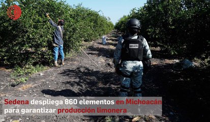 Sedena despliega 860 elementos en Michoacán para garantizar producción limonera