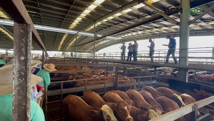 Simmental cross steers in demand at Dalby