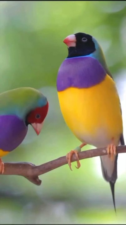DancinG Bird