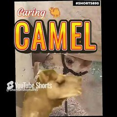 Camel Moments  Feeding Session  #shortsnshorts895