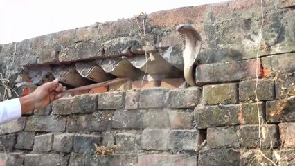 इसे कहते है सांपों के बिल में हाथ डालना_ देखिए एक साथ नाग नागिन का रुद्र 😱This is called putting your hand into a snake's den. Look at the Rudra form of the cobra and serpent together.😰