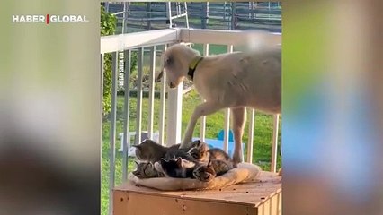 Anne kedinin yavrusu olmaya çalışan kuzu kahkahaya boğdu