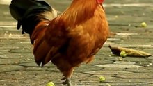 Why Chickens See Daylight Before Humans!
