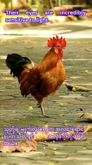 Why Chickens See Daylight Before Humans!