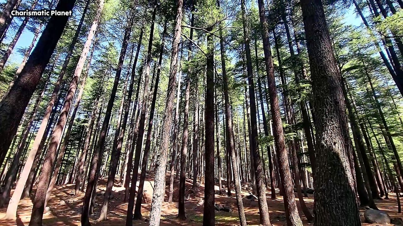 Ushu Forest Kalam