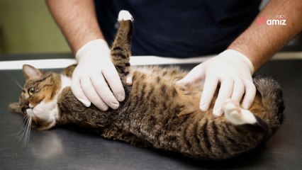 Elle paie 400$ pour soigner son chat : elle a du mal à rester sérieuse quand il lui annonce le diagnostic (vidéo)