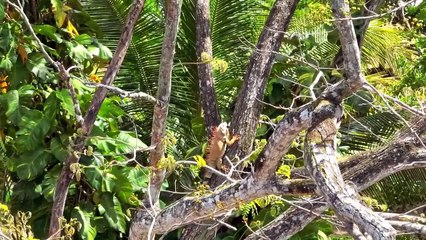 15 Animals That Can Freeze Themselves to Survive