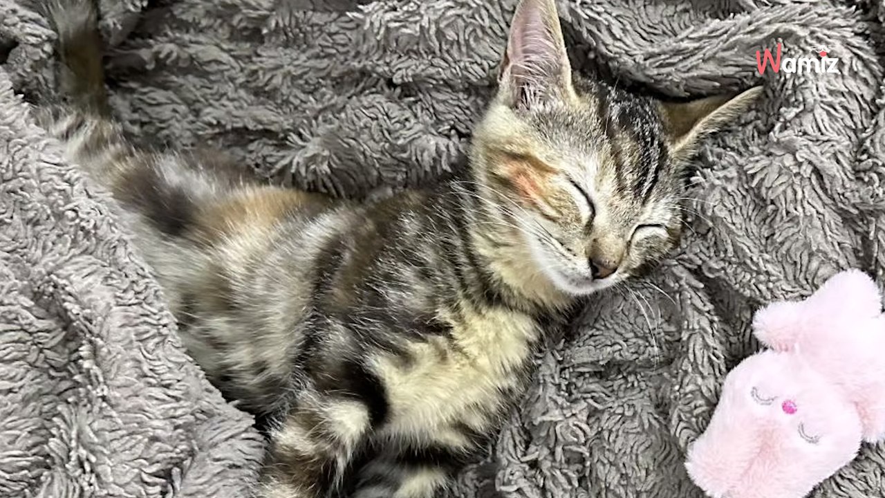 « J’ai fait un exposé pour convaincre maman » : elles ont été les premières à adopter au nouveau refuge de la SPA de Gennevilliers