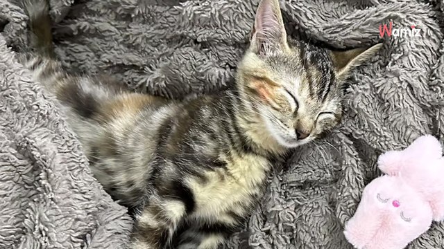 « J’ai fait un exposé pour convaincre maman » : elles ont été les premières à adopter au nouveau refuge de la SPA de Gennevilliers