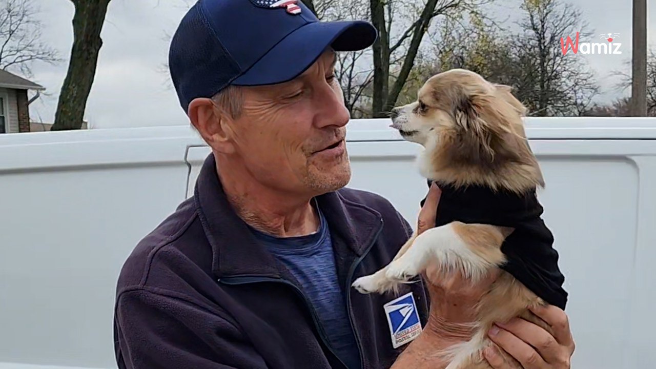 Chihuahua wartet auf seinen Lieblingsmenschen: Dann brechen alle Dämme (Video)