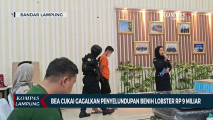 Bea Cukai Gagalkan Penyelundupan Benih Lobster Senilai Rp9 Miliar