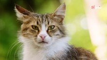 Familie wirft Flaschen in den Glascontainer: Plötzlich hört sie einen Schrei!