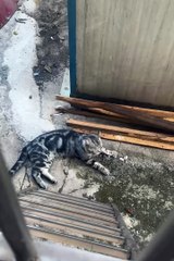 2024 best animals videos #cutecatvideos #funnycatvideos #cuteanimals